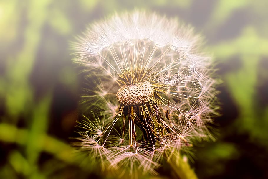 dandelion, flower, nature, spring, plant, garden, petals, beautiful HD wallpaper