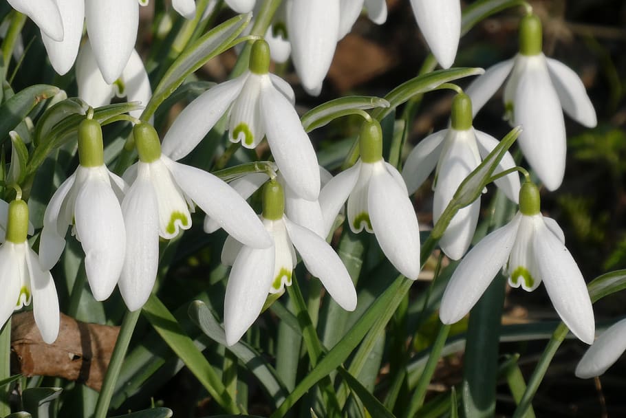 snowdrops, spring, spring flower, bloom, flowers, blossom, plants HD wallpaper
