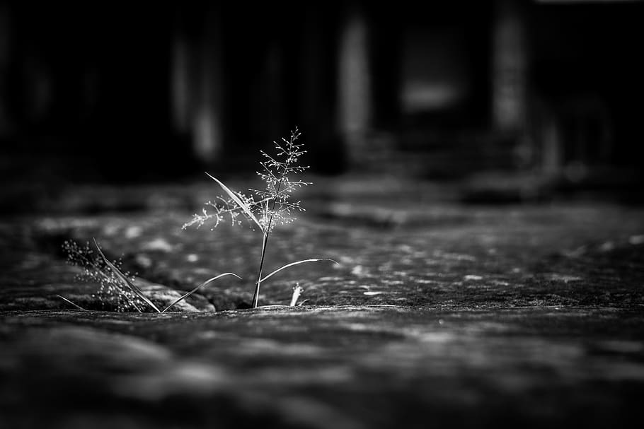 plant, tiny, nature, flora, angkor, strength, powerful, natural HD wallpaper