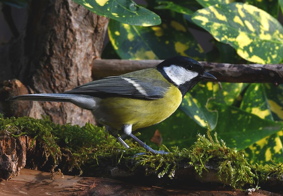 titmouse, bird, forest, plumage, colors, small, yellow, green HD wallpaper