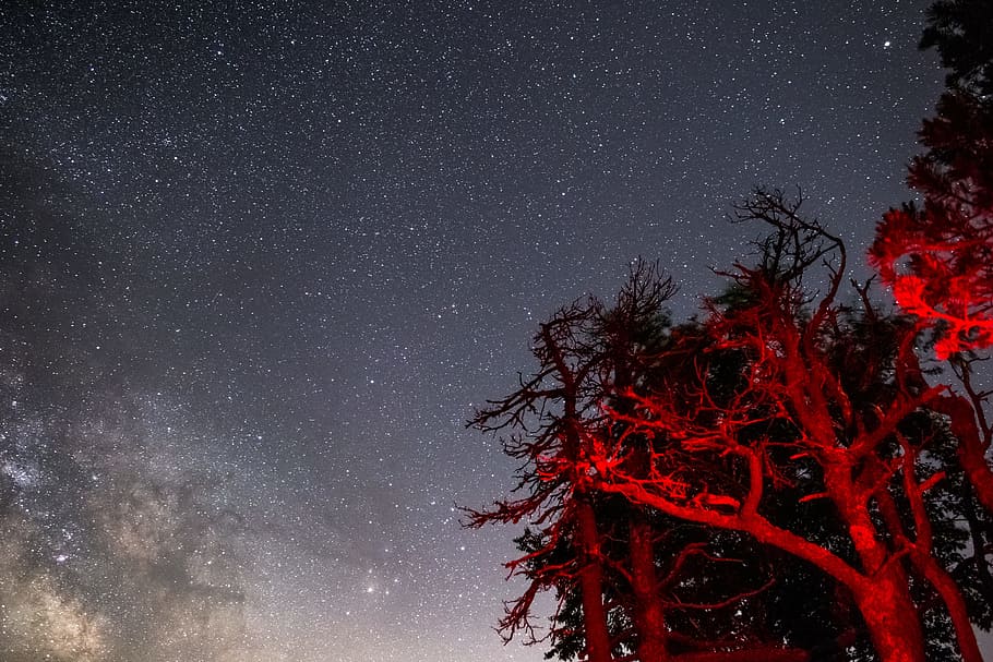 worm's-eye view of tree under starry night, sky, long exposure HD wallpaper