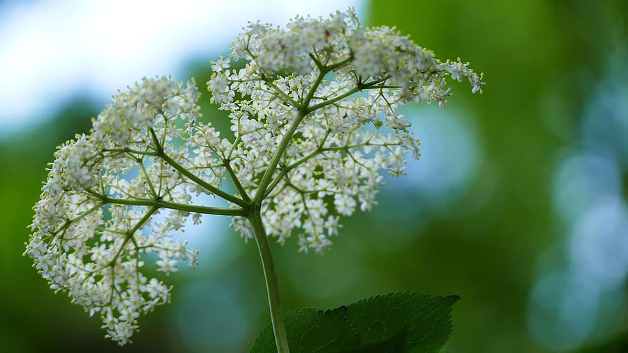 nature, forest, elder, light, blossom, bloom, sun, plant, flowering plant HD wallpaper