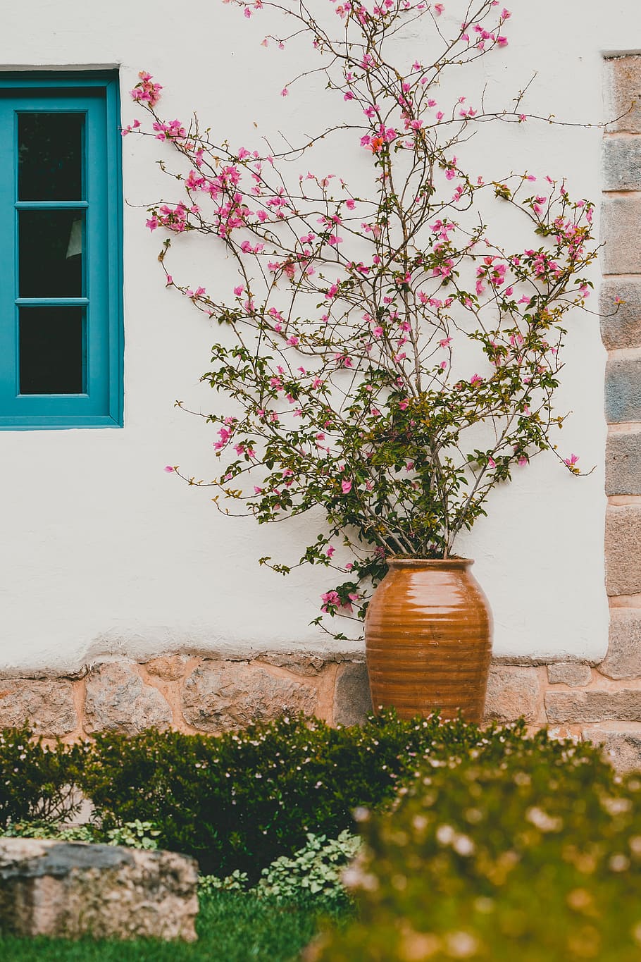 pink petaled flowers on white wall, vine, window, pot, plant HD wallpaper