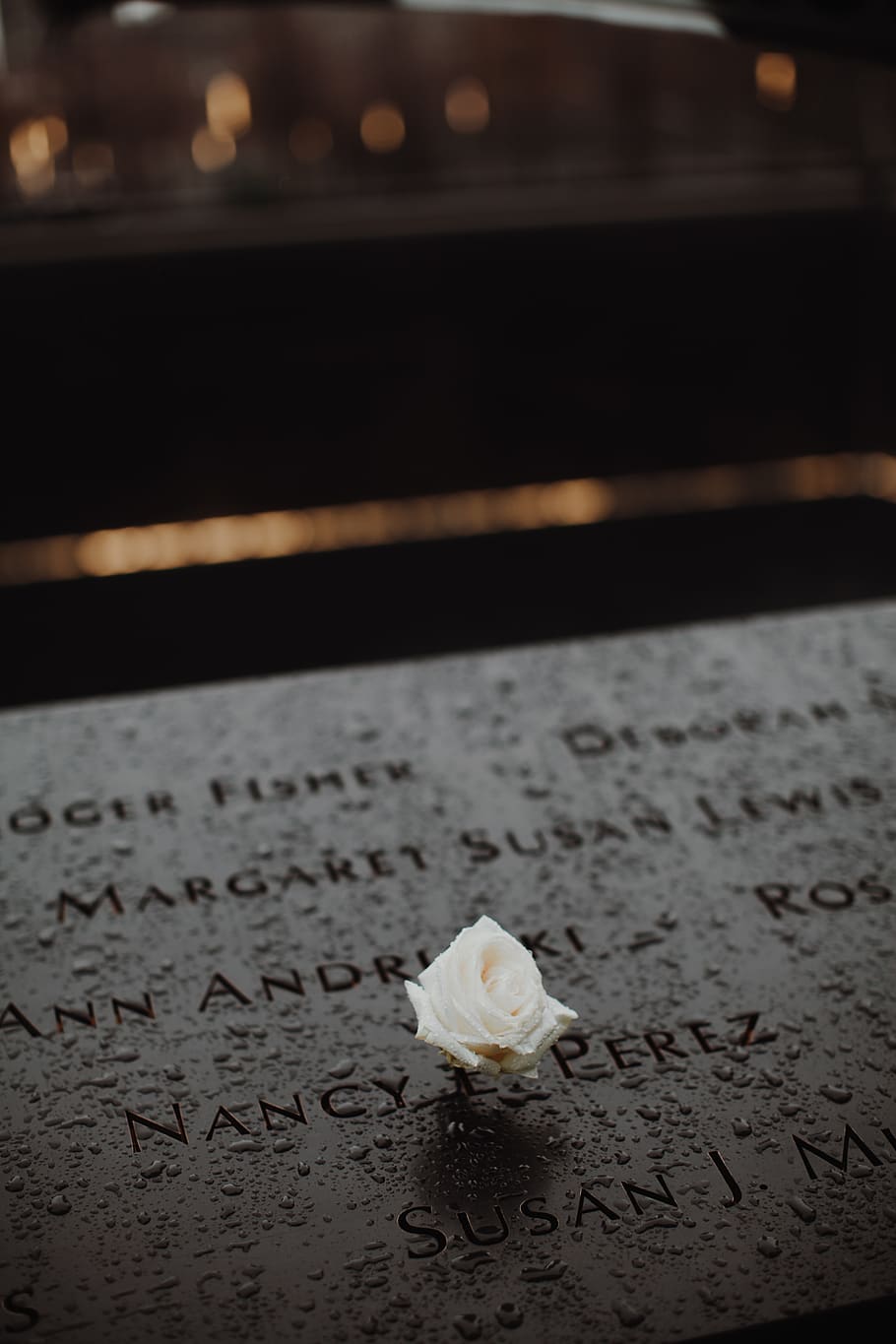 Shallow Focus Photography of White Rose, dark, flower, monument HD wallpaper