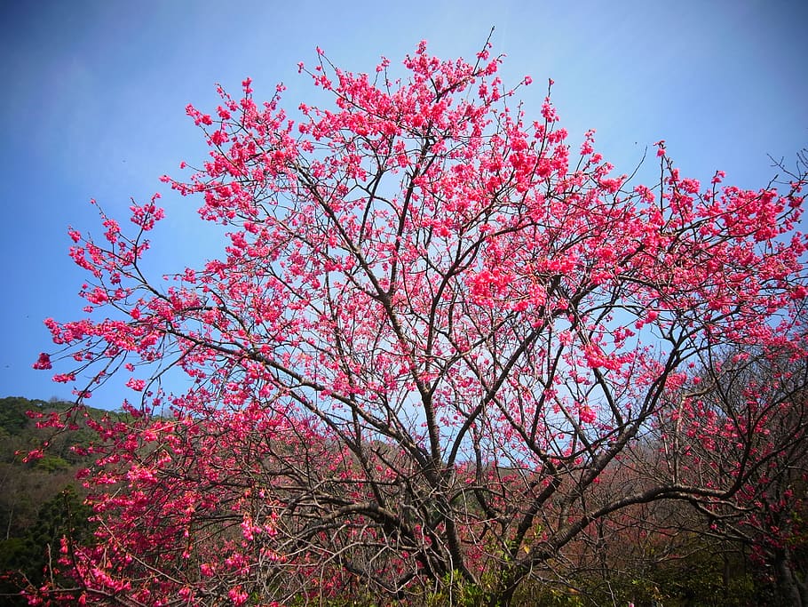 trees, blossom, cherry, plant, pink color, beauty in nature HD wallpaper