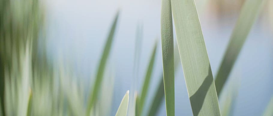 plant, growth, no people, green color, close-up, nature, leaf HD wallpaper
