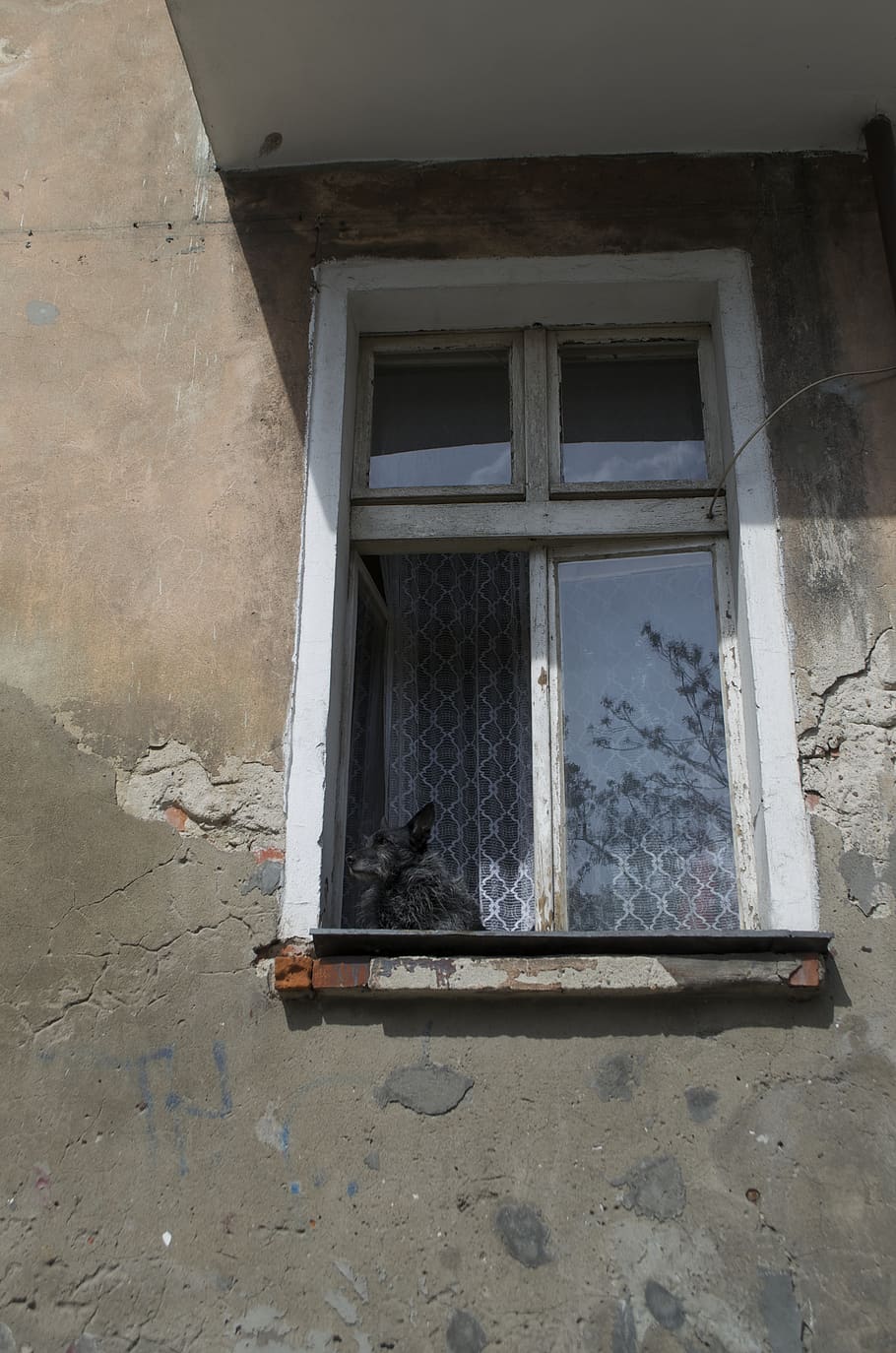 looking at, old building, window, dog, built structure, architecture HD wallpaper