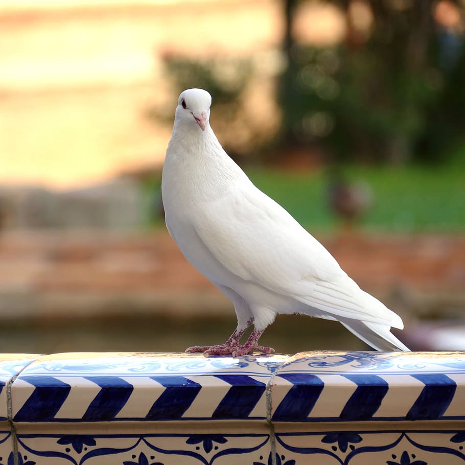 Pigeon wallpaper hires stock photography and images  Alamy