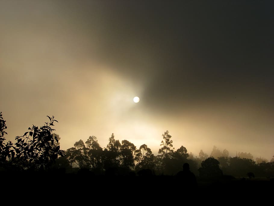 Silhouette of Trees during Dawn, backlit, dark, evening, fog HD wallpaper