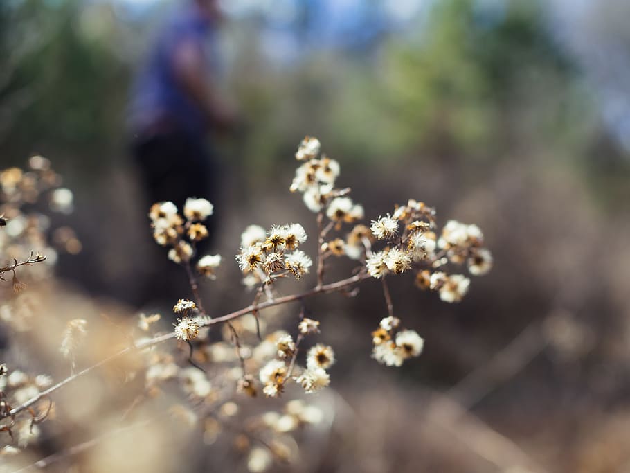 flower, forest, blur, white, macro, focus, green, flora, details HD wallpaper