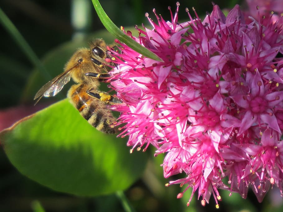 bee, flower, pollination, collect, nectar, pollen, insect, macro HD wallpaper