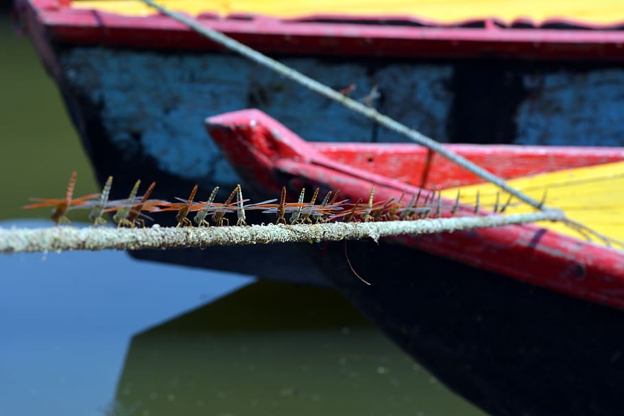river, bank, ganga, dragonfly, rope, nautical vessel, day, transportation, HD wallpaper