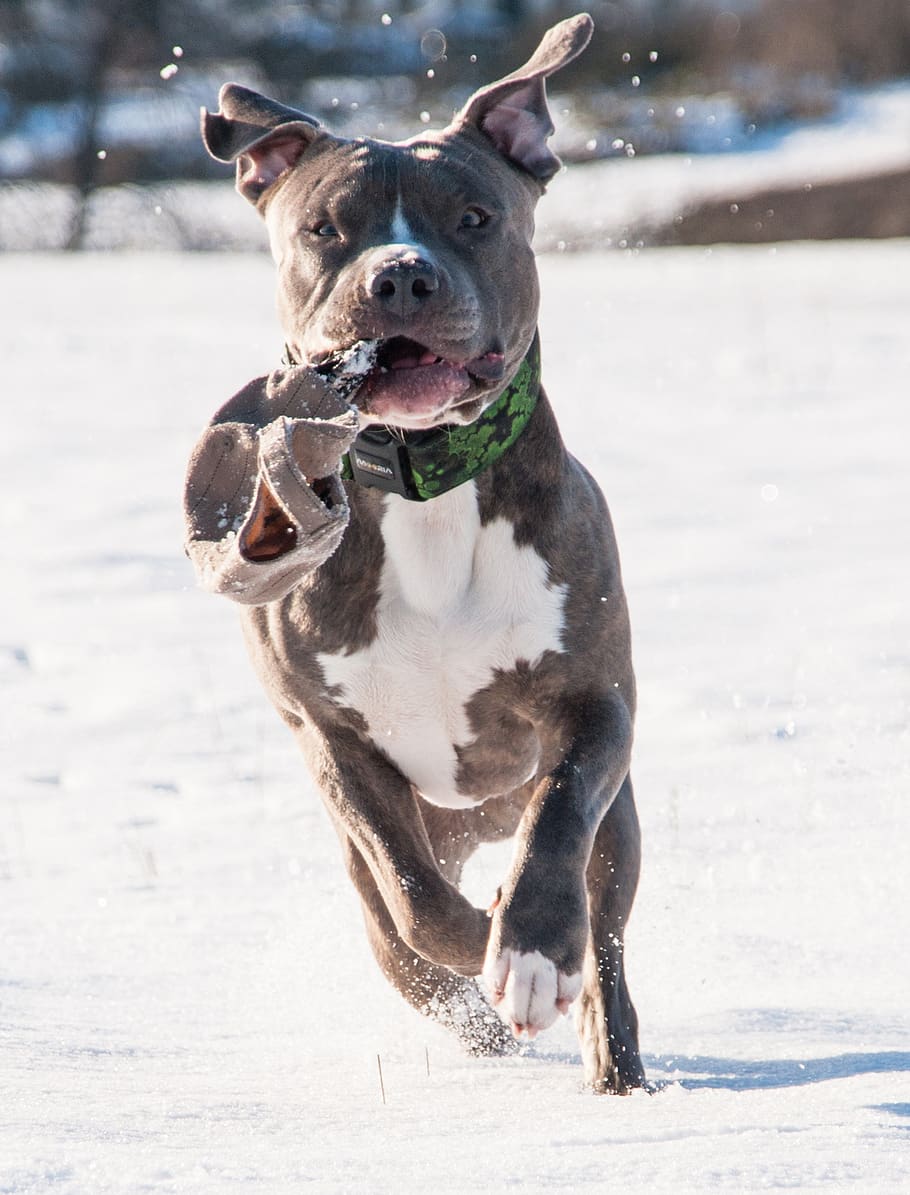 dog, pitbull, terrier, animal, winter, snow, canine, one animal, HD wallpaper