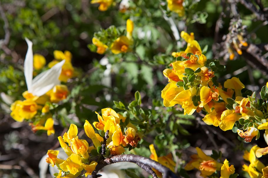 spring, flower, flowers, background, focus, closeup, outdoor HD wallpaper