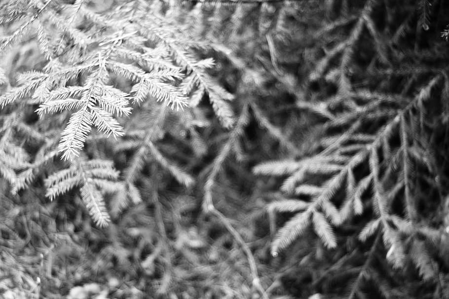 belarus, minsk, bw, bnw, tree, forest, blackandwhite, spruce HD wallpaper