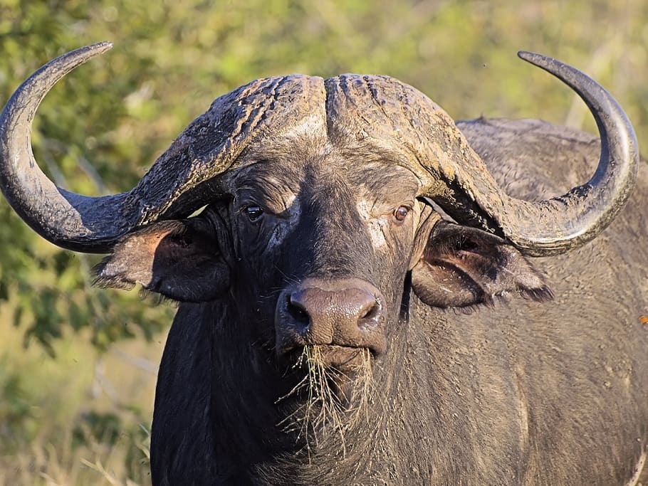 Public Domain. buffalo, head, horns, massive, beast, dangerous, africa, her...