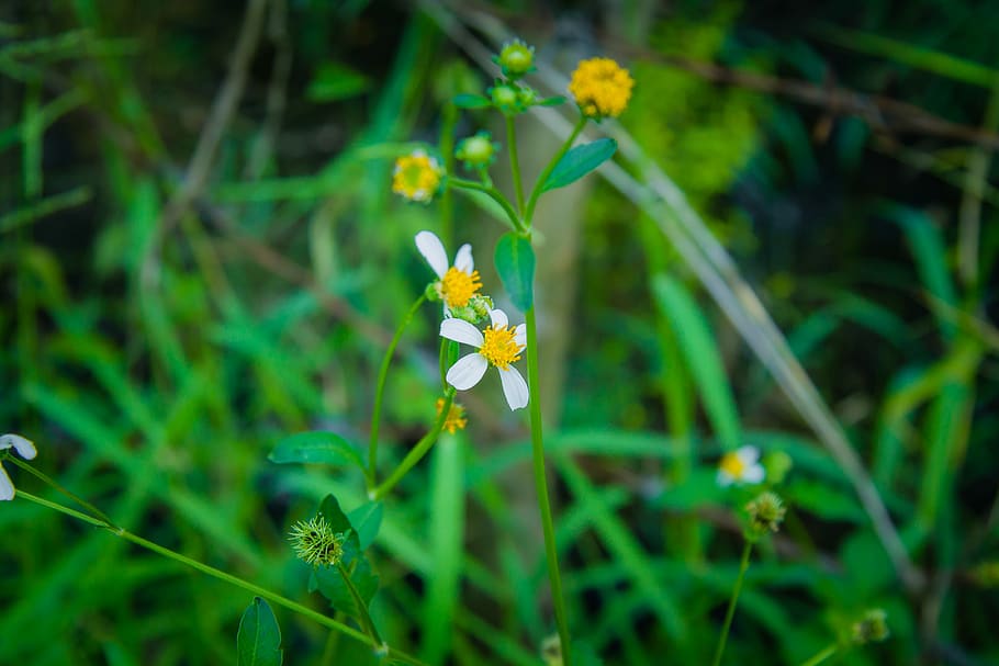 daisy, marco, spring, green, grass, flowering plant, beauty in nature HD wallpaper