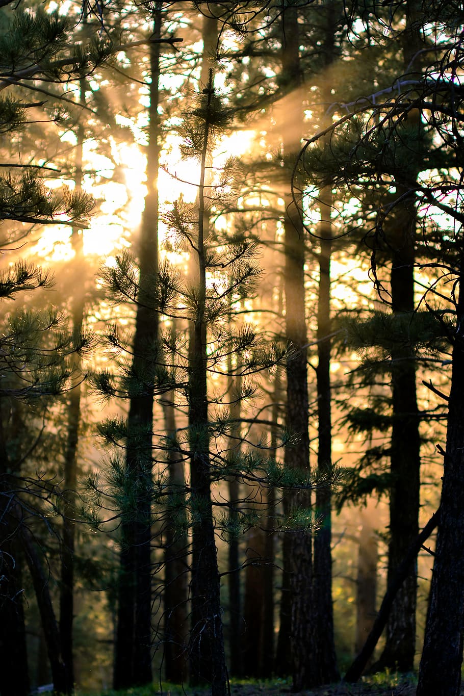 trees, sunlight, sunray, evening, sunset, forest, plant, land HD wallpaper