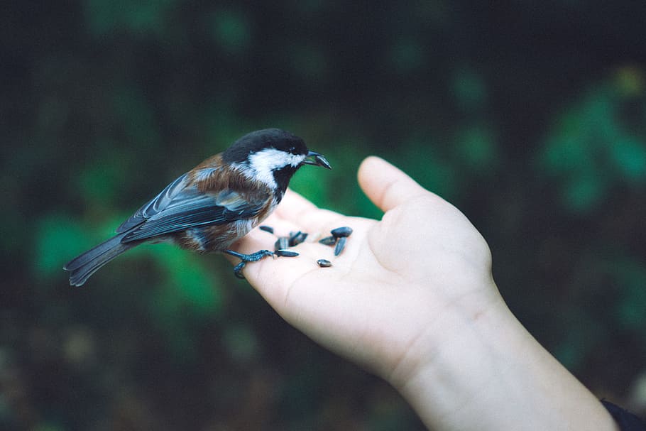 Chickadee, bird, hand, nature, green, seed, feed, food, love HD wallpaper