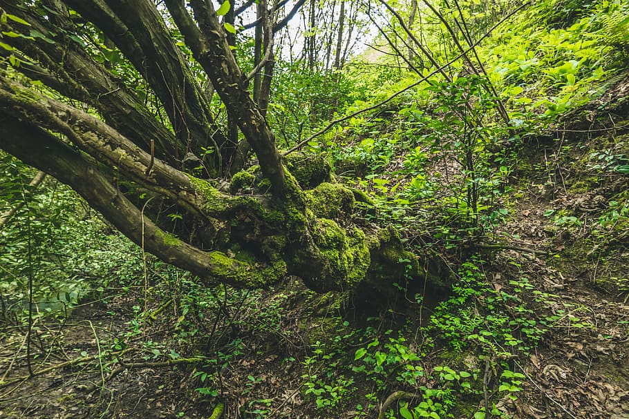 Green Leafed Plant, colors, daylight, environment, forest, growth HD wallpaper
