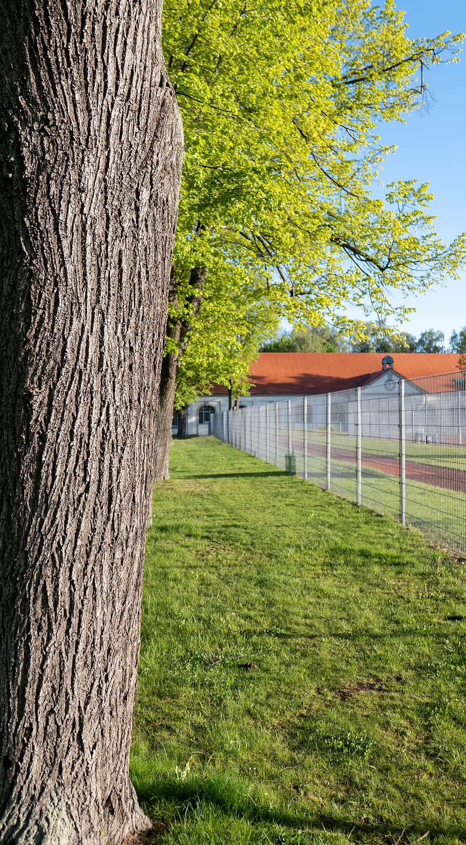 tree, plant, grass, tree trunk, green, university, sky, germany HD wallpaper