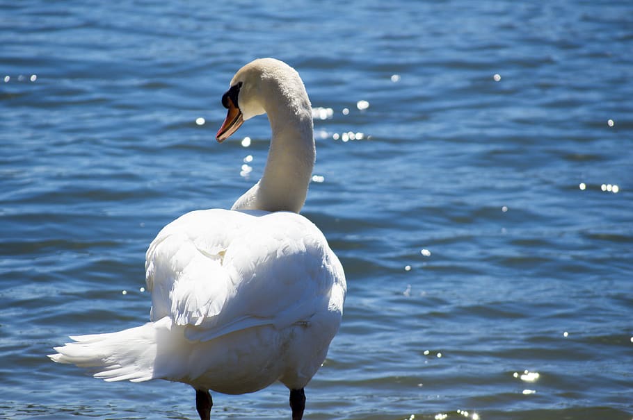 canada, toronto, water, animals in the wild, bird, vertebrate HD wallpaper
