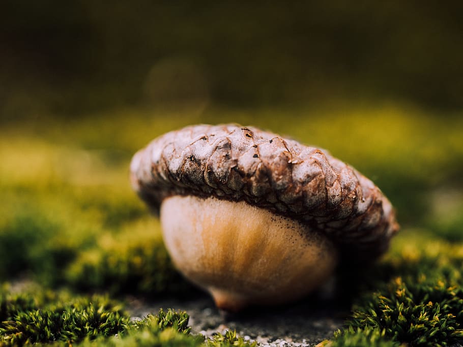 acorn, nut, nature, food, food and drink, plant, close-up, healthy eating HD wallpaper