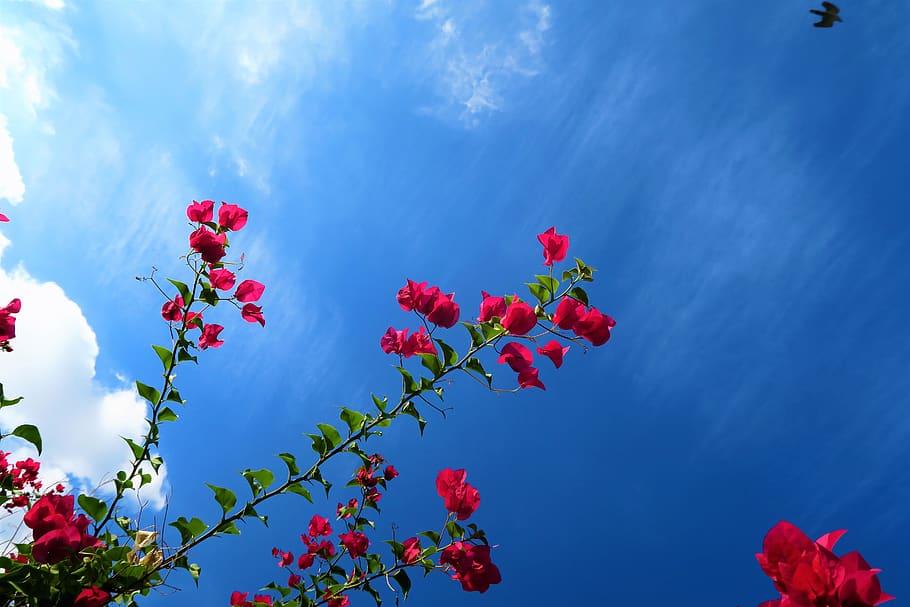 flower, branches, sky, cloud, nature, red, tree, pink, flowers HD wallpaper