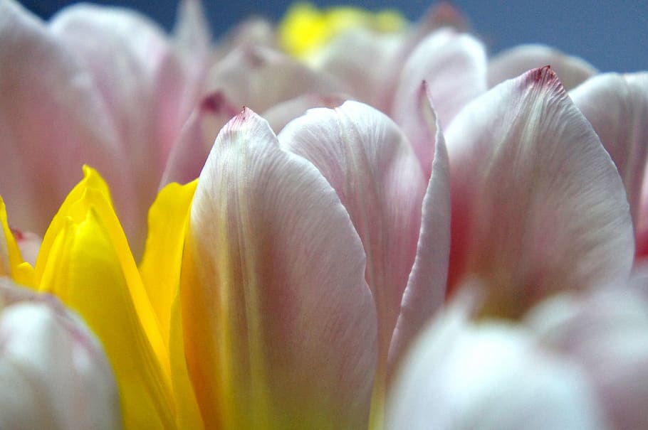 flowers, flowering plant, fragility, beauty in nature, vulnerability HD wallpaper