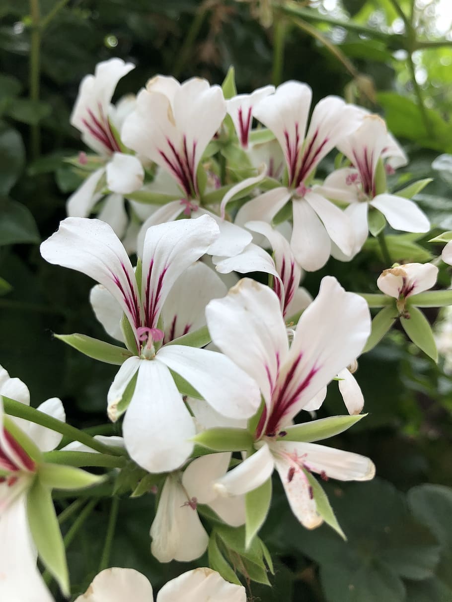 flower, white, closeup, flowering plant, vulnerability, fragility HD wallpaper