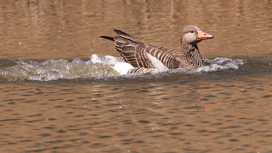 spring, nature, cute, animals, waters, wild, animal world, landing HD wallpaper