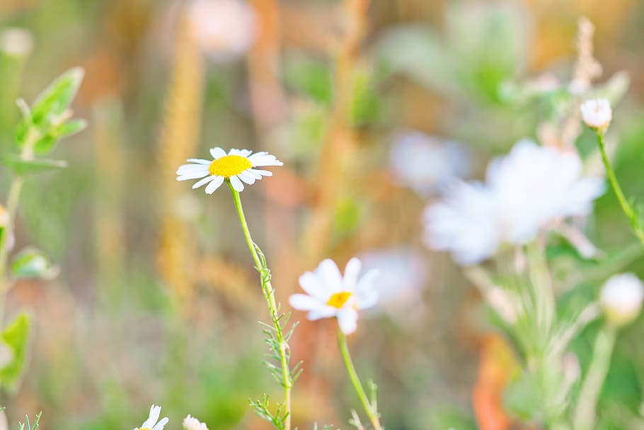 Chamomiles, spring, flower, background, outdoor, closeup, sunlight HD wallpaper