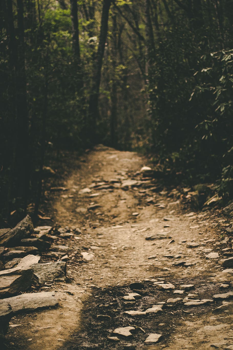 dirt road between trees, forest, path, trail, gravel, ground HD wallpaper