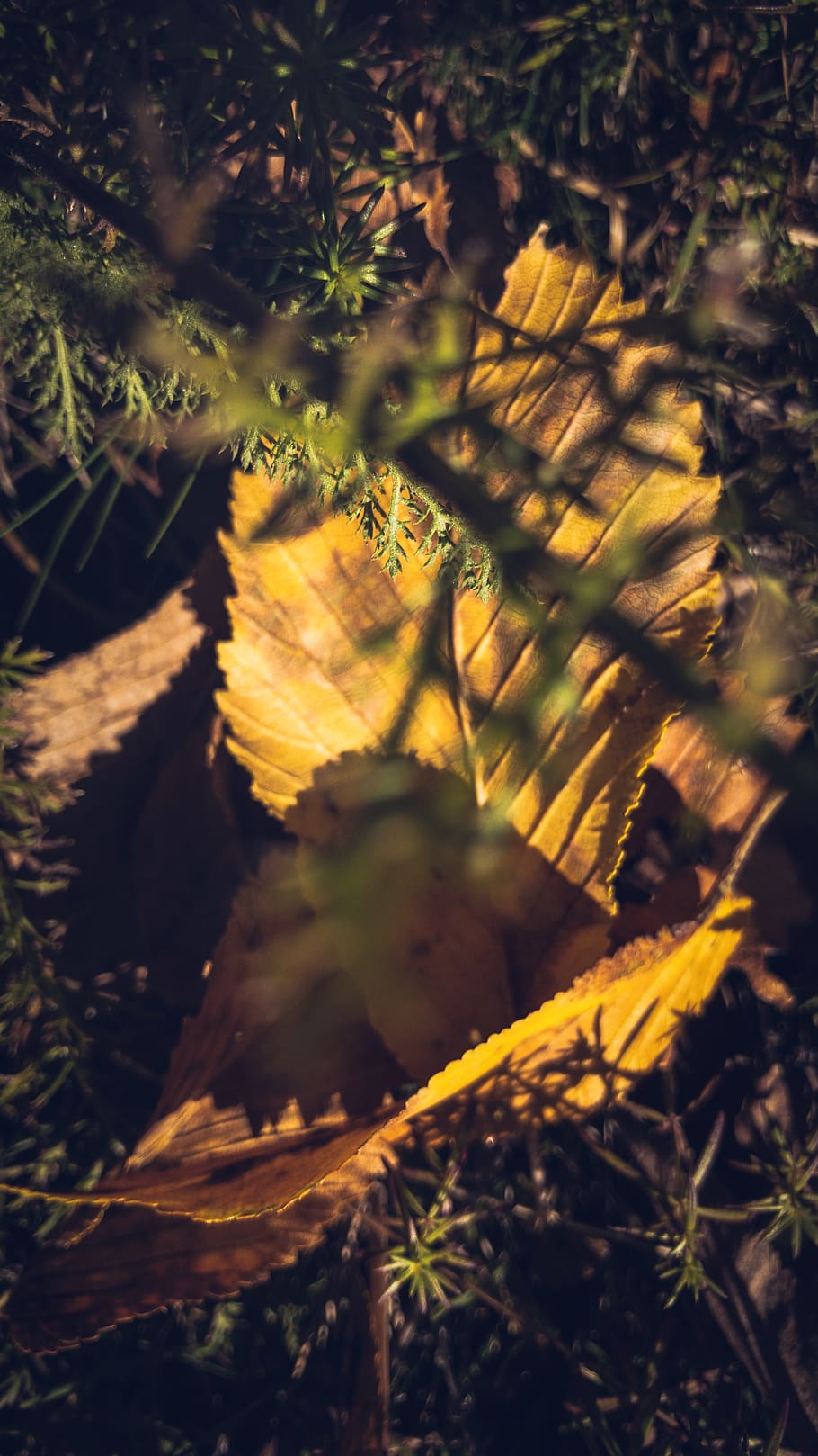 hills, light, brown, green, colors, autumn, fall, grass, leafs HD wallpaper