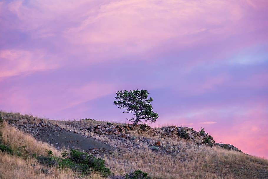 green tree on hill, plant, sky, beauty in nature, environment HD wallpaper