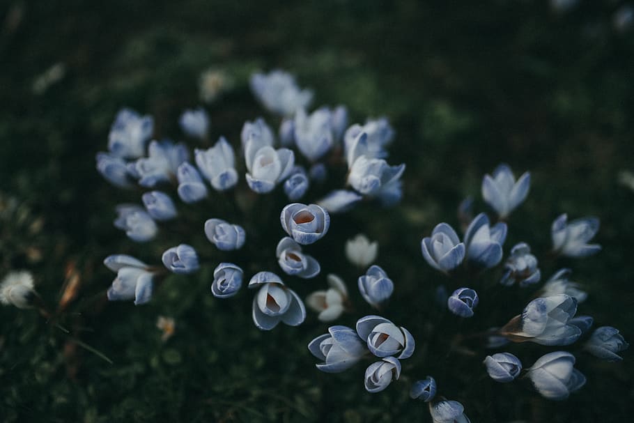 blue petaled flowers, plant, blossom, tree, grass, animal, fish HD wallpaper