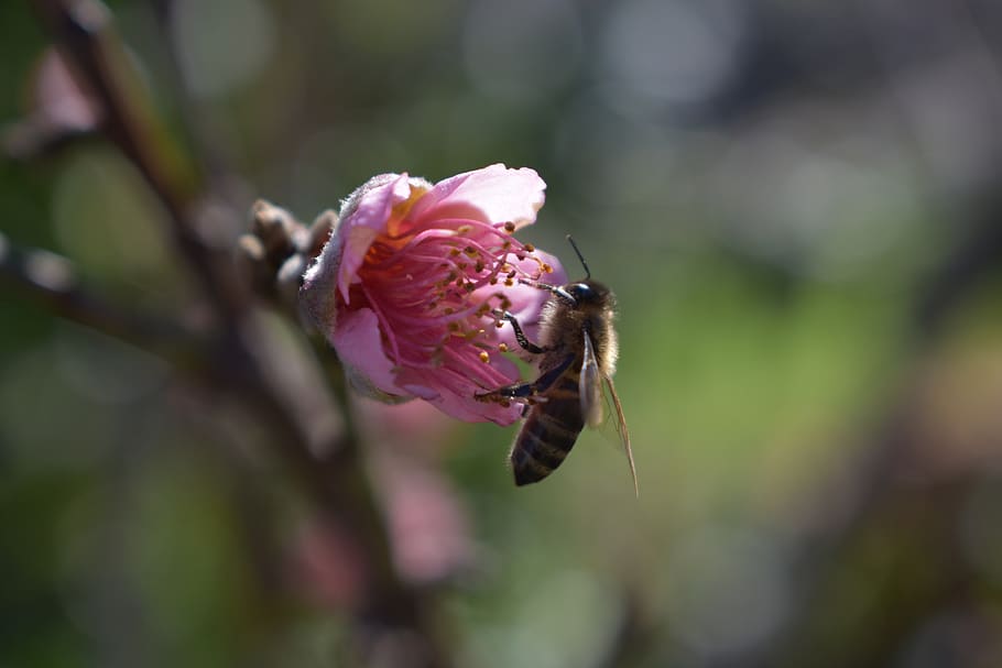 bee, flower, macro, insect, garden, plant, nature, spring, nectar HD wallpaper