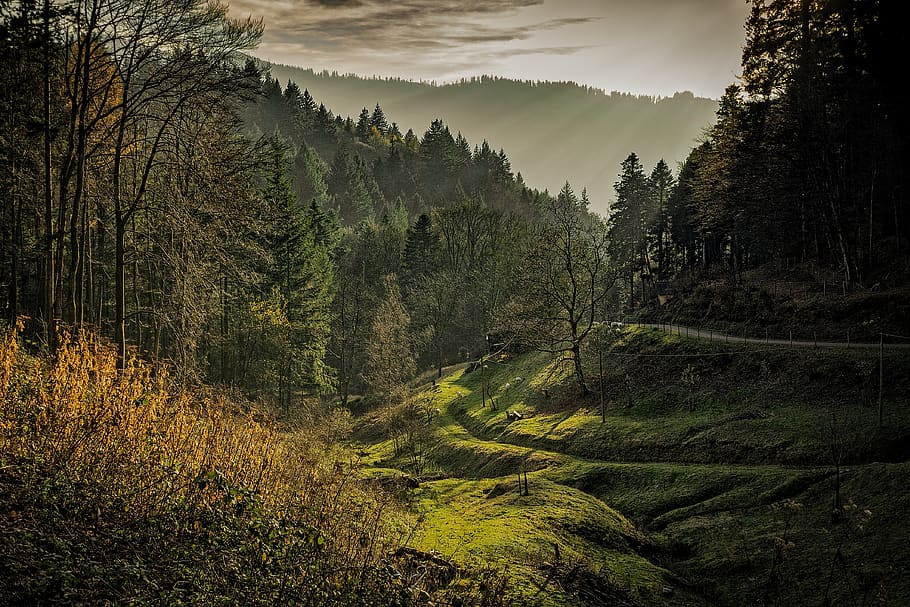 Green Forest Taken during Sunrise, black forest, dawn, daylight HD wallpaper