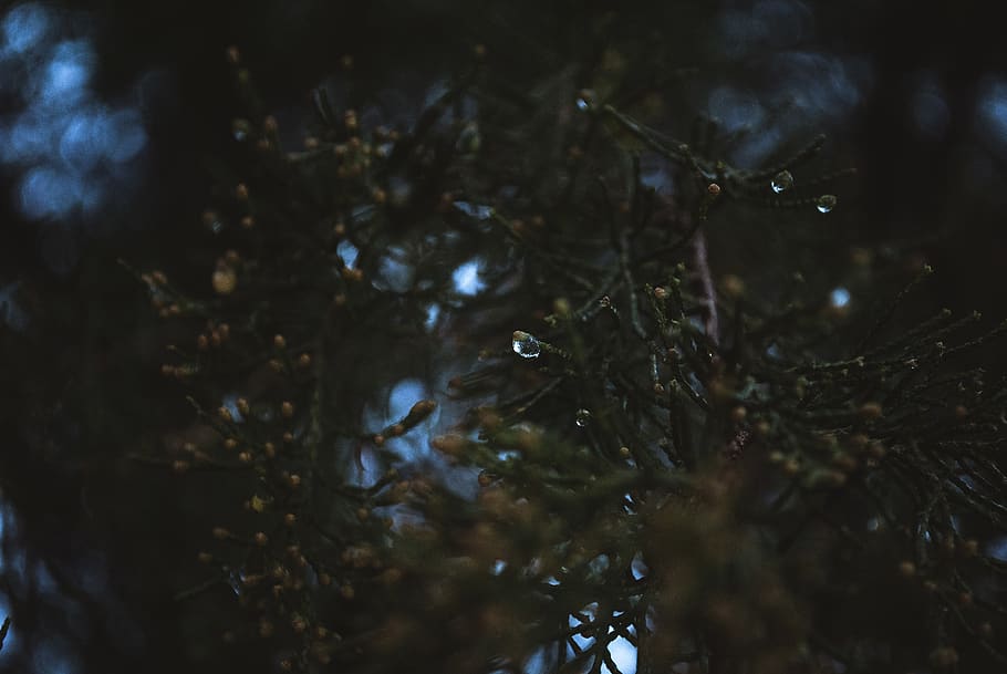 tree, winter, dark, water, plant, no people, nature, close-up HD wallpaper