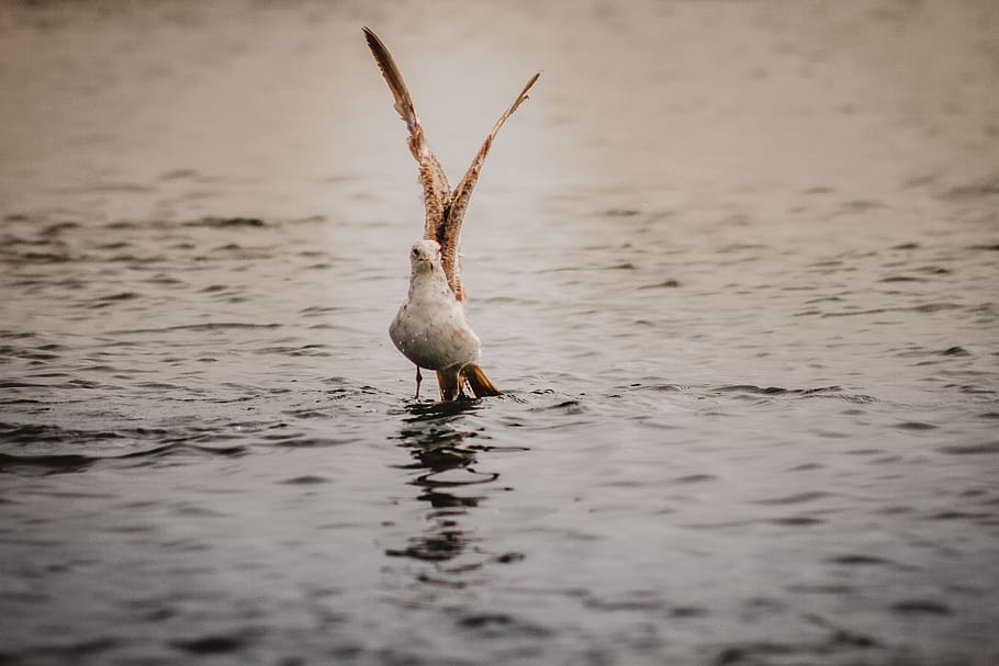 bird on water, nature, beach, seagul, animal, wild, wildlife HD wallpaper