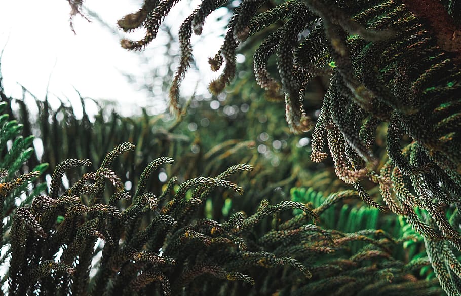 green leafed trees during daytime, plant, conifer, bush, vegetation HD wallpaper