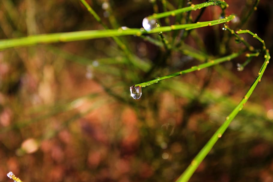 drip, dew, plant, branch, green, macro, close up, nature, wet HD wallpaper