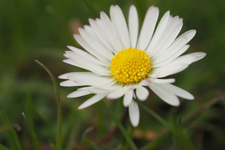 daisy, flower, nature, flowering plant, fragility, vulnerability HD wallpaper