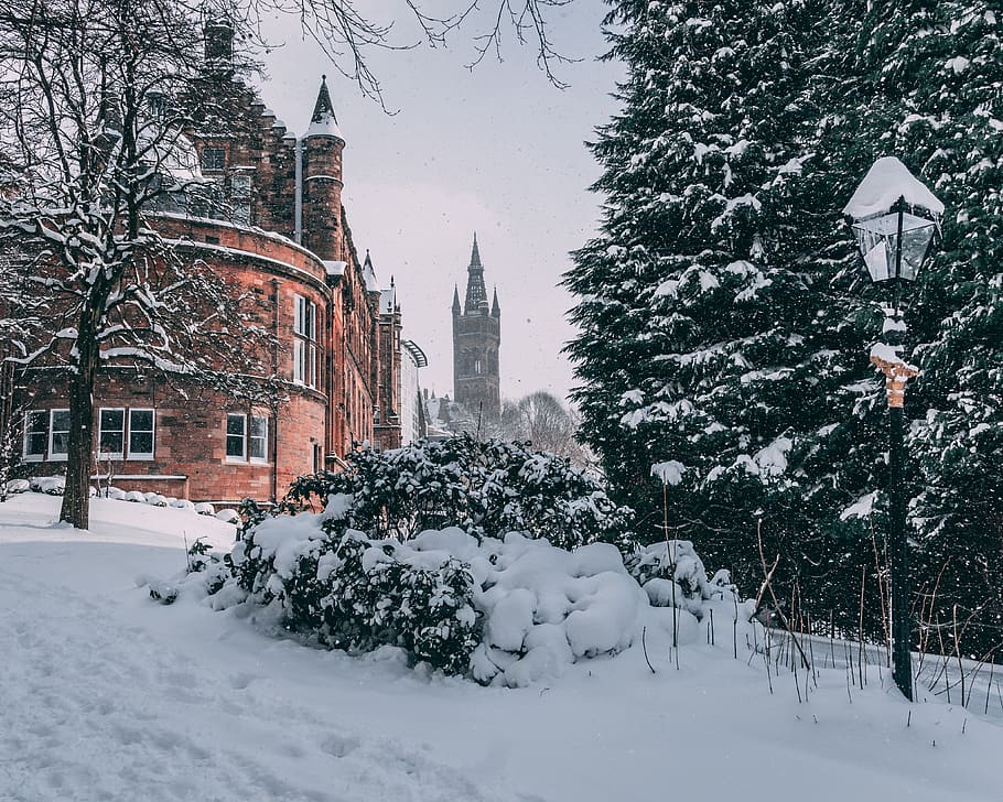 university of glasgow, winter, snow, cold, tree, frozen, christmas, HD wallpaper