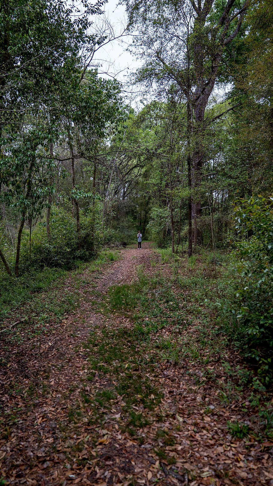 trees, sky, forest, woods, path, leaves, leafy path, fallen leaves HD wallpaper