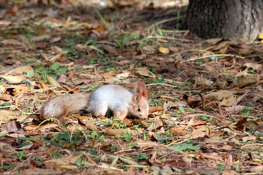 squirrel, red squirrel, autumn, rodent, curious, cute, naughty HD wallpaper