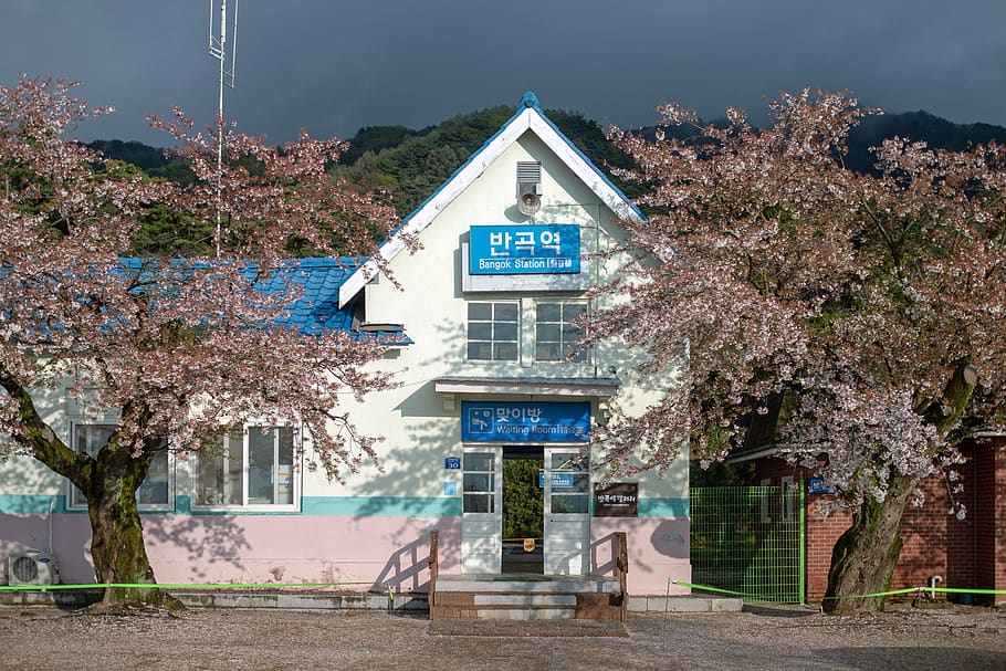 inflection area, train station, gangwon do, native, cherry blossom HD wallpaper