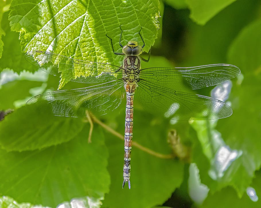 dragonfly, wings, insect, nature, summer, transparent, bug HD wallpaper