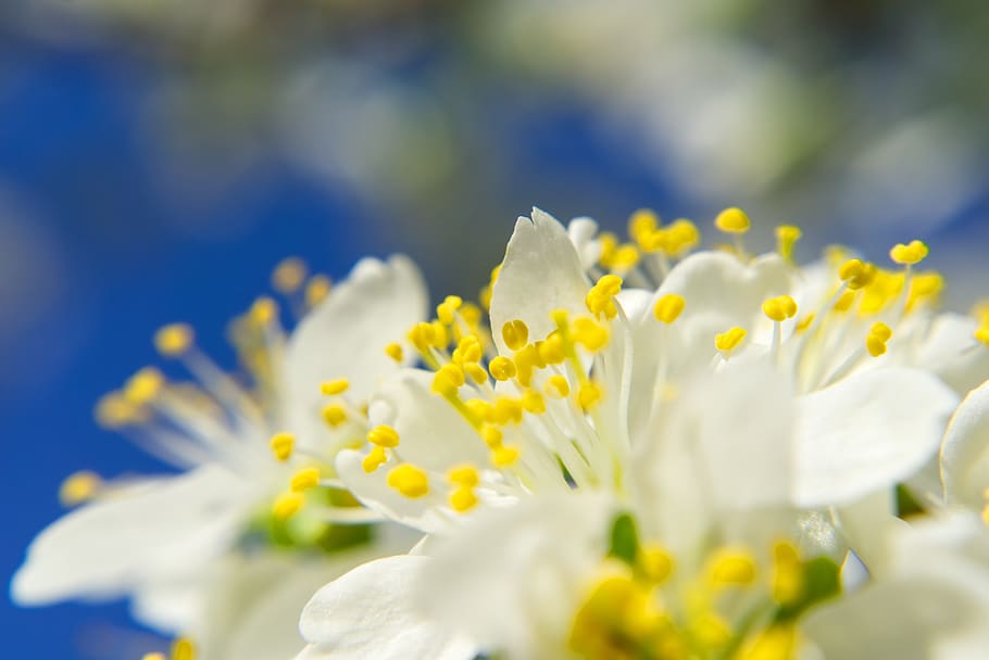 blossom, bloom, cherry, macro, close up, sprinkle, tree, spring HD wallpaper