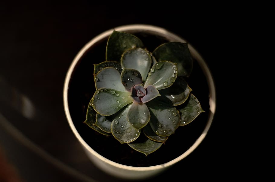 black, drops, gray, green, leaves, plants, pots, water, white HD wallpaper
